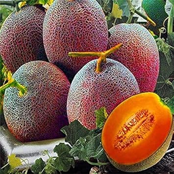 Cantaloupe Fruit Seeds for Planting Red 100 Pcs pcs