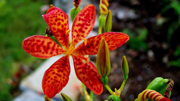 Heirloom Belamcanda Flower Seeds for Garden Planting, Non-GMO, Lily Blooms for gardens