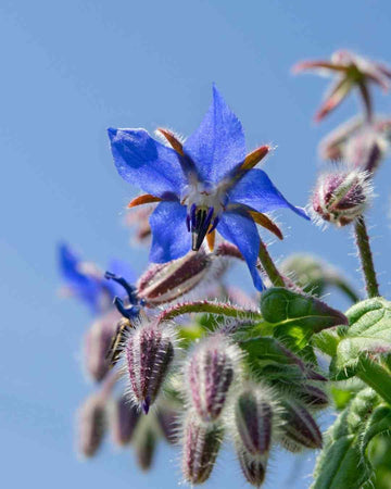 Dark Blue Borago Flower Seeds for Planting - 100 pcs