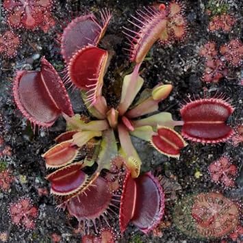 Insectivorous Plant Seeds for Planting - 100 pcs