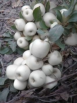 White apple fruit seeds for planting