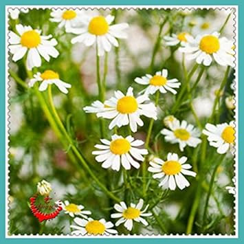 White German Fragrant Flower Seeds for Planting - 100 pcs