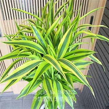 Green Dracaena Fargans Plant Seeds for Planting - 100 pcs