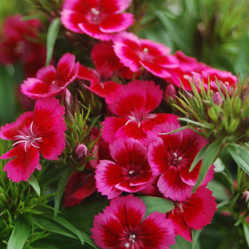 Heirloom Non-GMO Pink & Red Dianthus Flower Seeds for Garden Planting – Vibrant Fragrant Blooms