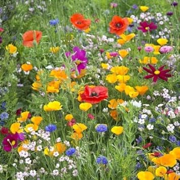 Meadow Flower Seeds for Planting - 100 pcs