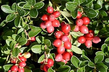 Cranberry Fruit Seeds for Planting – Growing Tart, Healthy Cranberries, Heirloom & Non-GMO seeds