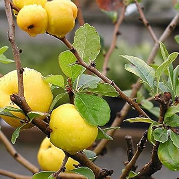 Yellow Chaenomeles Fruit Seeds - 20pcs, Hardy and Vibrant Flowering Fruit Trees 100 Pcs pcs