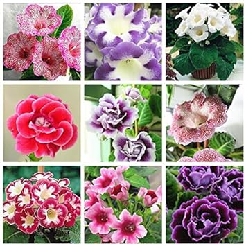Mixed Colour Brazilian Gloxinia Flower Seeds for Planting â€“ Vibrant, Exotic, Non-GMO Blooms