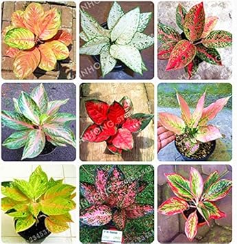 Aglaonema Pink Mix Flower Seeds for Planting - NON GMO Seeds
