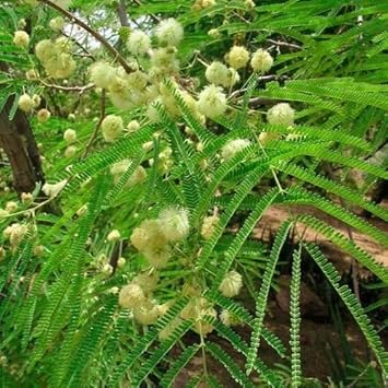 Green Desert Fern Flower Seeds for Garden - heirloom & Non GMO Seeds