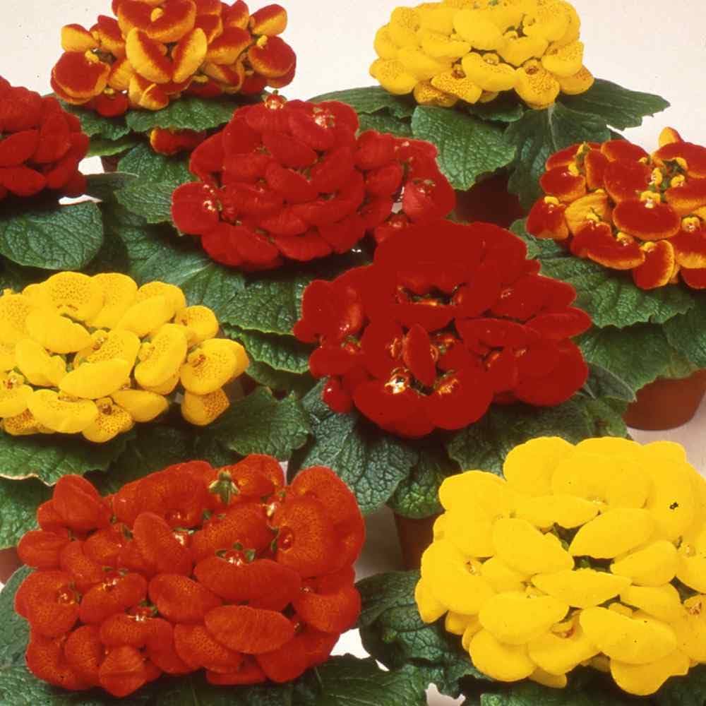 Mixed Calceolaria Flower Seeds for Planting - 100 pcs seeds for planting in home garden