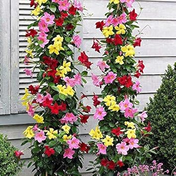 Mixed Mandevilla Sanderi Flower Seeds for Planting - Heirloom and GMO Free Seeds for Home Garden