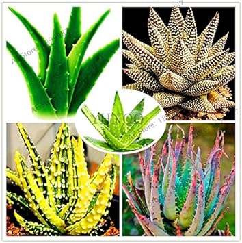 Fresh Edible Aloe Vera Plant Seeds for Planting SkyBlue 100 Pcs pcs
