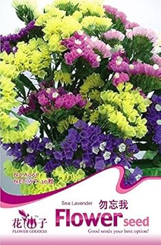 Organic Heirloom Non-GMO Mixed Sinensis Patula Seeds for Planting – Vibrant Blooms