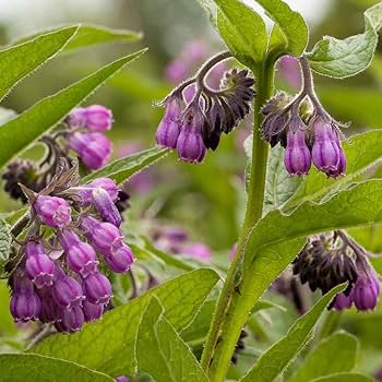 Heirloom Non-GMO Purple Symphytum Flower Seeds for Healing Herb and Pollinator Garden Planting