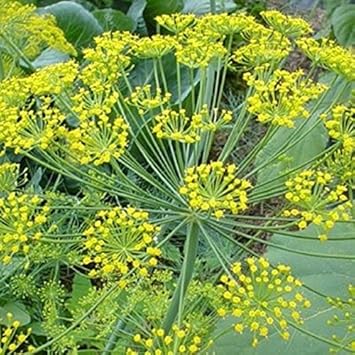 Yellow Dill Plant Seeds for Planting- Flavorful Herb Gardens and Cuisines Scientific Name Placeholder for planting in home garden