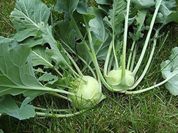 White Kohlrabi Seeds for Planting - 100 Pcs pcs