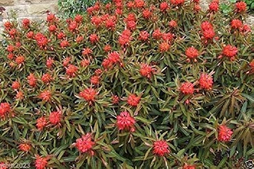 Red Euphorbia Griffithii Flower Seeds for Planting - NON GMO Seeds for planting in home garden