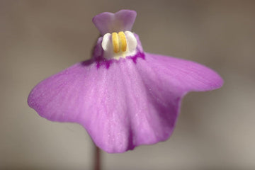 Violet Utricularia Seeds for Planting - NON GMO Seeds