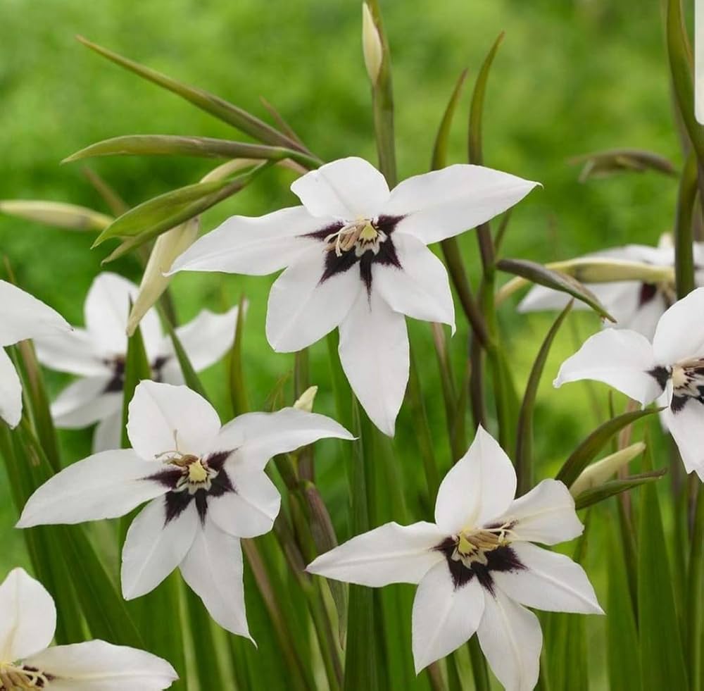 Acidanthera Flower Seeds Heirloom Non GMO Planting - 100 pcs for planting in home garden