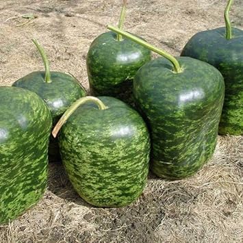 Speckled apple fruit seeds