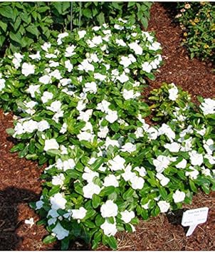Heirloom Non-GMO White Periwinkle Flower Seeds for Elegant Low-Maintenance Garden Planting