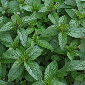 Peppermint Plant Seeds for Planting-Heirloom & Non-GMO Seeds for planting – Fresh Herb for Your Garden