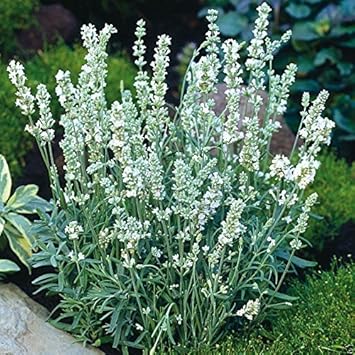 White Ellagance Snow Plant Seeds for Planting - NON GMO Seeds