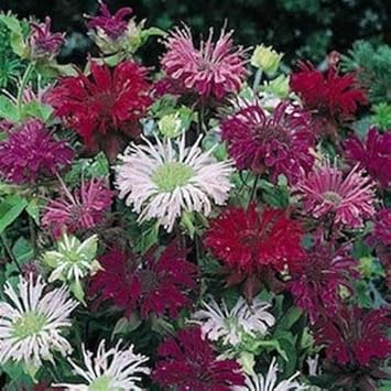 Mixed Monarda Didyma Flower Seeds for Garden - NON GMO Seeds