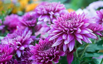 Organic Chrysanthemum Flower Seeds for Planting, Purple Shade – Heirloom, Non-GMO