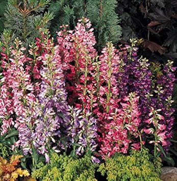 Mixed Penstemon Flower Seeds for Planting - 100 Pcs pcs