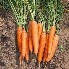 Carrot Seeds for Planting, 100 Pcs pcs