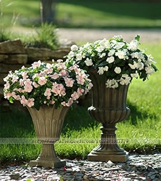 Heirloom Non-GMO White Periwinkle Flower Seeds for Elegant Low-Maintenance Garden Planting