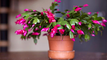 Weihnachtskaktus Flower Seeds for Planting - 100 pcs