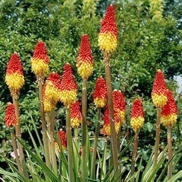 Poker Flower Seeds for Planting - 100 Pcs pcs