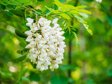Pagoda Flower Seeds for Planting - 100 pcs