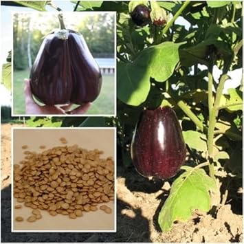 Purple Eggplant Seeds for Planting - Unique Vegetable heirloom & Non GMO Seeds