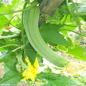 Green Sponge Vegetable Seeds for Planting heirloom & Non-GMO Seeds