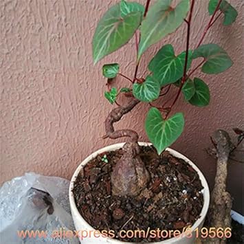 Organic Heirloom Non-GMO Green Tuber Fleeceflower Seeds for Planting – Garden Blooms