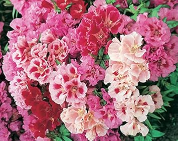 Mixed Godetia Flower Seeds for Planting, 100 pcs