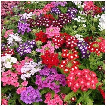 Yellow Verbena Didyma Flower Seeds for Garden - NON GMO Seeds