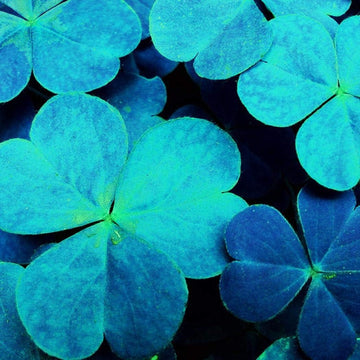 Sky Blue Leaf Clover Plant Seeds - Lucky Clover Garden Seeds -Heirloom & Non-GMO Seeds for planting – Fresh Herb for Your Garden