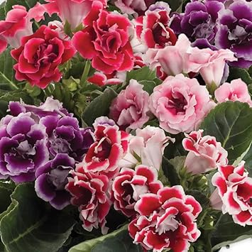 Multi-Color Gloxinia Flower Seeds, Heirloom, Non-GMO Seeds for Planting