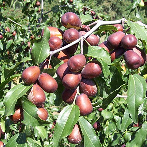 Marron jujube fruit seeds