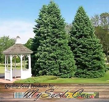 Abies Concolor Seeds for Planting – Organic, Heirloom, Non-GMO Plant Seeds