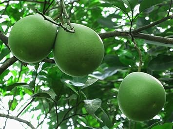 Green Pomelo Fruit Seed for Planting - Growing Large, Sweet, and Refreshing Citrus Fruits