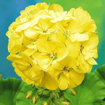 Thick Yellow Geranium Flower Seeds for Planting - Heirloom & Non-GMO Seeds for Home Garden