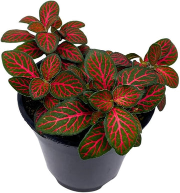 Red Fittonia Verschaffeltii Plant Seeds for Planting - Non GMO & Heirloom Seeds