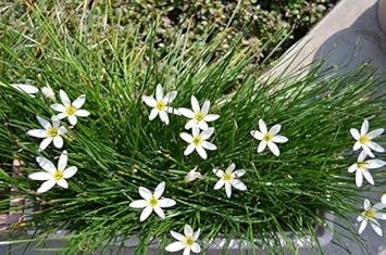 Zephyranthes Candida Flower Seeds for Planting - NON GMO Seeds