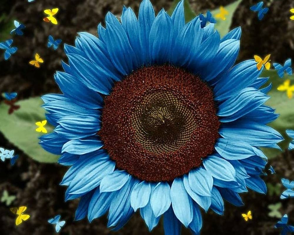 Heirloom Sky Blue Sunflower Seeds for Planting ƒ?? Non-GMO, Rare Flower Seeds for Home Garden for planting in your garden.